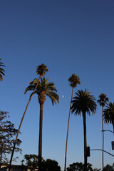 palm trees against sky