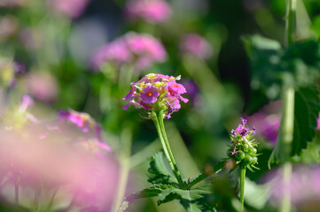 Vibrant flowers blooming in a sunny garden during spring, showcasing nature\'s beauty and color palette