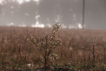 Misty landscape in the forest, Volyn, Shatsky lake, Ukraine.