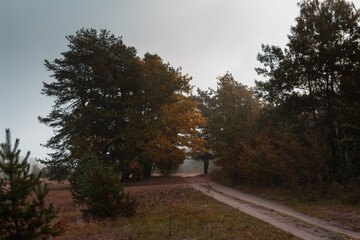 Misty landscape in the forest, Volyn, Shatsky lake, Ukraine.