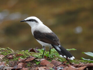 Fluvicola nengeta