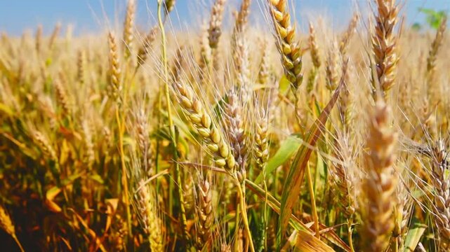 Heavy and rich wheat spices are baking in the summer light