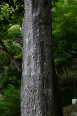 Nageia nagi (Asian bayberry) tree. A Podocarpaceae evergreen tree native to Japan. A rare dioecious gymnosperm. In Japan, it is often planted as a sacred tree in the precincts of shrines.