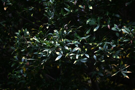 Nageia nagi (Asian bayberry) tree. A Podocarpaceae evergreen tree native to Japan. A rare dioecious gymnosperm. In Japan, it is often planted as a sacred tree in the precincts of shrines.