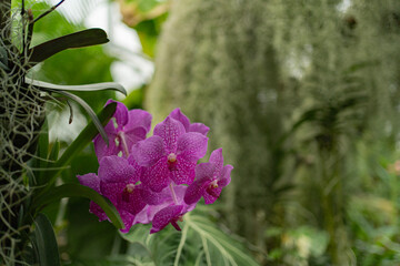 실내 정원에 핀 분홍색 반다꽃