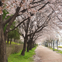 산책로에 핀 벚꽃나무 가로수