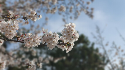 하늘색 하늘 아래 하얀색 벚꽃
