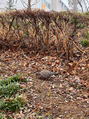 나뭇잎 보호색에 가려진 맷비둘기 한 마리