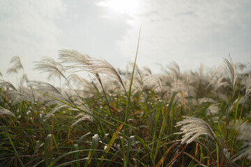 바람에 흩날리는 억새