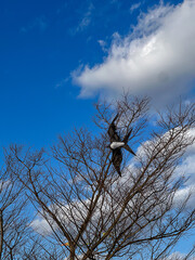 나뭇가지에 끼어버린 독수리 모양의 연