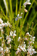 Muehlenbeckia complexa, commonly known as Pohuehue. A.