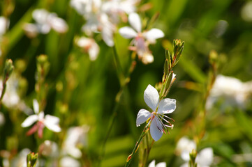 flowers in the garden. Muehlenbeckia complexa, commonly known as Pohuehue. C.