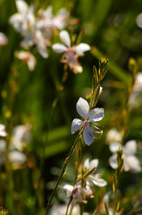  Muehlenbeckia complexa, commonly known as Pohuehue. D.