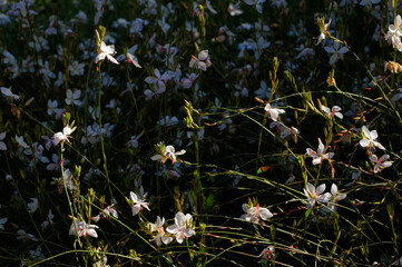 Flowers in the garden.  Muehlenbeckia complexa, commonly known as Pohuehue. E.