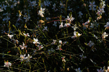 close up of flowers. Muehlenbeckia complexa, commonly known as Pohuehue. F.