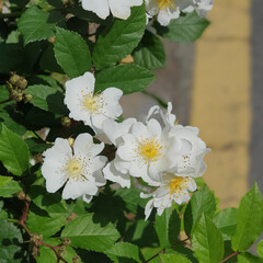 활짝 핀 하얀색 찔레꽃