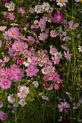 만개한 분홍색 흰색 코스모스