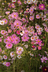 만개한 분홍색 흰색 코스모스