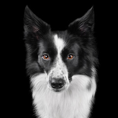 Beautiful young border collie dog