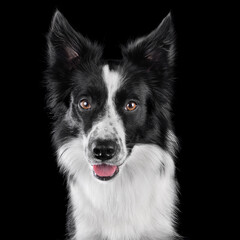 Studio shot of border collie