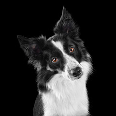 Portrait of sitting border collie dog