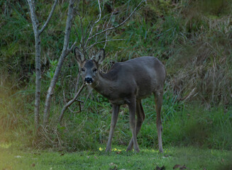 Chevreuil dans la nature en Bretagne