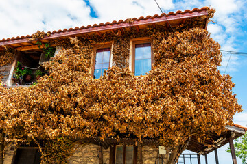 A house covered with dried creeper in Old Town Nesebar, Burgas Province, Bulgarian Black Sea coast, partial view, traditional local construction with wood cladding and stone