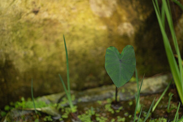 돌틈에 핀 하트 모양 초록색 잎사귀