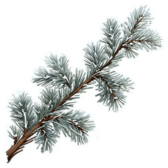 Obraz premium A silvergray pine branch with brown bark and green needles on a transparent background