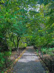 Obraz premium path in the woods