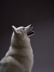A Siberian Husky tilts its head upwards, mimicking a singing pose, set against a dark background to...