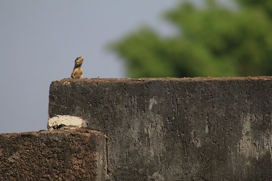 Calango do cerrado espiando