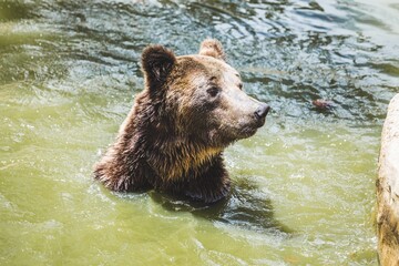 Obraz premium Wild Bear Cooling Off in a Serene River