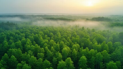 Explore the enchanting misty green forest canopy from above, where natures beauty thrives on a foggy dawn.