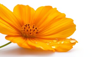 Macro view of Mexican marigold flower, vivid orange petals isolated on white, high-resolution close-up for floral or cultural advertising