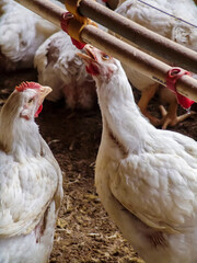 Live chickens for meat production feed on poultry farm in Santa Catarina state, south reguion of Brazil