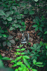 Squirrel hidden in the leaves