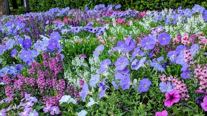 初夏の日比谷公園にある花壇　5月から6月への移り変わりを告げる紫の花々
