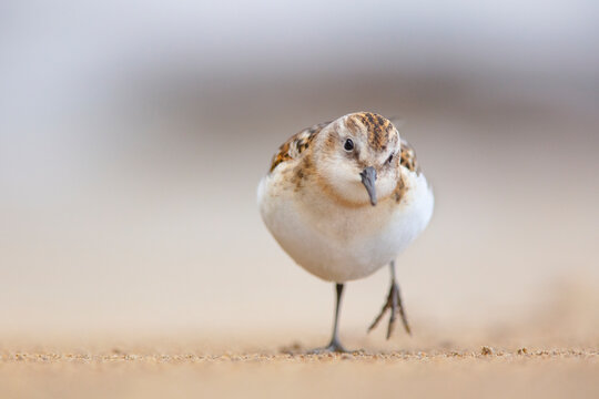 Rare Little Stint seen during Migratory Passage in Spain
