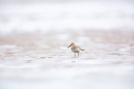 Rare sighting of a Little Stint on Cantabrian Coast