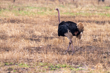 Naklejka premium Telephoto of a Male Somali Ostriche - Struthio molybdophanes- in the Serengeti, Tanzania
