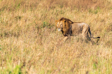 Close encounter with a male lion -Panthera Leo- that is walking across the plains of the Serengeti, Tanzania.