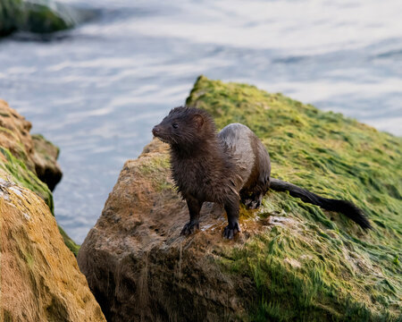 American mink Neogale vison sitting on a moss covered rock along a pier at Frenchman's Bay Pickering Ontario Canada