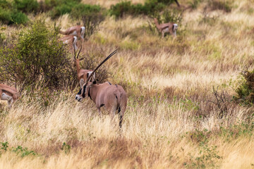 Outdoor scene depicting a group of Orynx - Oryx gazelle- in the Samburu national reserve in...