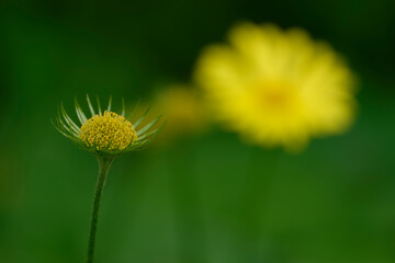yellow flower