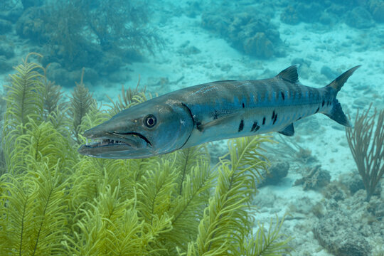 Barracuda in its natural habitat in Bonaire waters