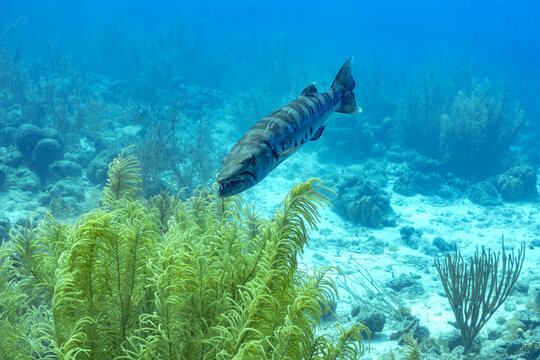 Barracuda swimming in Bonaire's underwater landscape