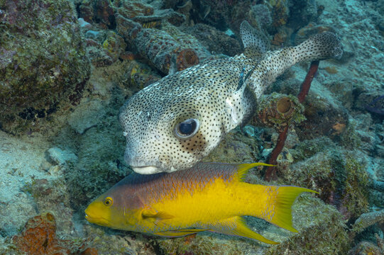 A spot-fin porcupinefish and Spanish hogfish in Bonaire waters