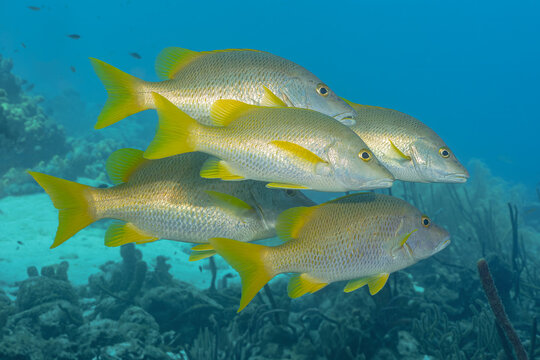 School of Lutjanus aposus in Bonaire Waters
