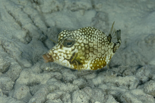Close-up of a honeycomb cowfish in Bonaire Waters